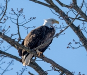 2023 02 11 RedwingEagles 002